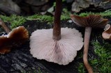 Laccaria bicolor image