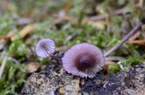 Mycena purpureofusca image