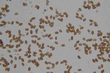 Pholiotina smithii image