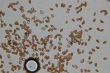 Pholiotina smithii image