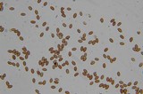 Pholiotina smithii image