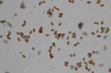 Pholiotina smithii image