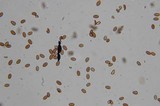 Pholiotina smithii image