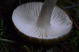 Hygrophorus pustulatus image