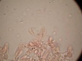 Tricholosporum tropicale image