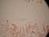 Tricholosporum tropicale image