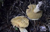 Suillus tomentosus image