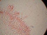 Tricholosporum tropicale image