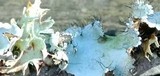 Parmotrema reticulatum image