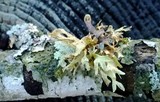 Ramalina americana image