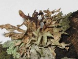 Ramalina americana image