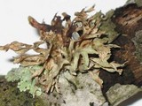 Ramalina americana image