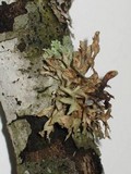 Ramalina americana image