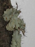 Parmotrema reticulatum image