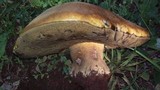 Phlebopus sudanicus image
