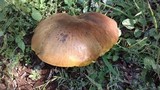 Phlebopus sudanicus image