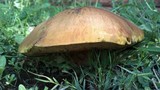 Phlebopus sudanicus image