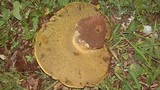 Phlebopus sudanicus image