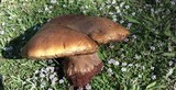 Phlebopus sudanicus image