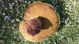 Phlebopus sudanicus image