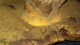 Phlebopus sudanicus image