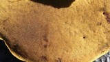 Phlebopus sudanicus image