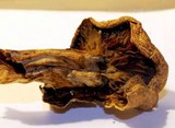 Gymnopilus imperialis image