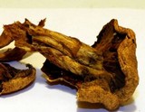 Gymnopilus imperialis image