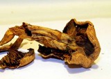 Gymnopilus imperialis image