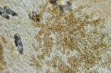 Psilocybe pelliculosa image