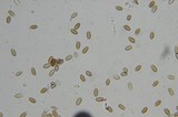 Psilocybe pelliculosa image