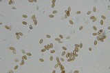 Psilocybe pelliculosa image
