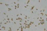 Psilocybe pelliculosa image