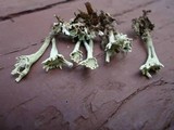 Cladonia sulphurina image
