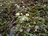 Cladonia carneola image