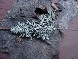 Hypogymnia occidentalis image