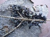 Hypogymnia occidentalis image