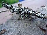 Hypogymnia occidentalis image