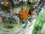 Xanthomendoza montana image