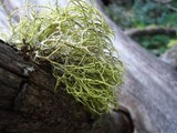 Letharia lupina image