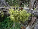Letharia lupina image