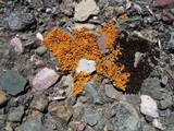 Xanthoria elegans image