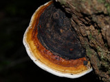 Fomitopsis mounceae image