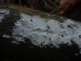 Sistotrema brinkmannii image