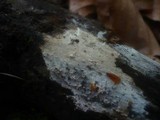 Sistotrema brinkmannii image