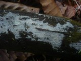Sistotrema brinkmannii image