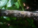 Amphisphaerella alpigena image