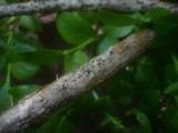 Amphisphaerella alpigena image