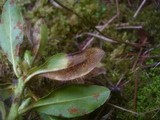 Chrysomyxa rhododendri image