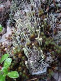 Cladonia deformis image